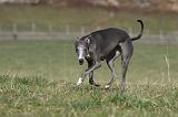 WHIPPET 351